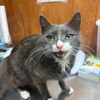 Mary Jane -  American Shorthair Cat for Adoption in Greenfield, Indiana - Mary Jane | PetCurious