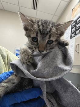 JUICE BOX JOE -  Domestic Short Hair Cat for Adoption in Las Vegas, Nevada - JUICE BOX JOE | PetCurious