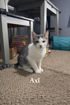 Domestic Short Hair Cats Available for Adoption in Washington Township, New Jersey - Axl | PetCurious