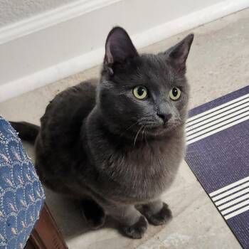 Domestic Short Hair Cats Available for Adoption in Morrison, Colorado - Billy Brogan FeLV+ | PetCurious