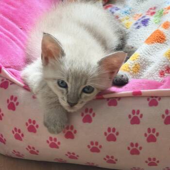 Stewart -  Siamese Cat for Adoption in Tracy, California - Stewart | PetCurious