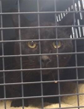 Domestic Short Hair Cats Available for Adoption - A471217 | PetCurious