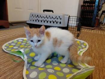 Domestic Short Hair Cats Available for Adoption in Wilkesboro, North Carolina - Mac | PetCurious