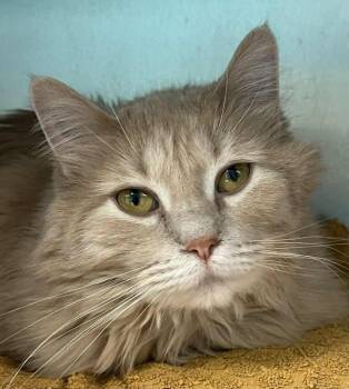 Domestic Long Hair Cats Available for Adoption in Minneapolis, Minnesota - Missie | PetCurious