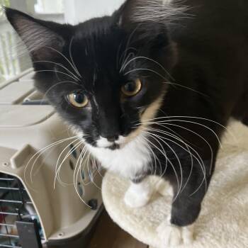 Daisy -  Domestic Medium Hair Cat for Adoption in Pendleton, Oregon - Daisy | PetCurious