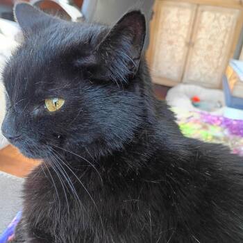 Murphy -  Domestic Medium Hair Cat for Adoption in Chicago, Illinois - Murphy | PetCurious