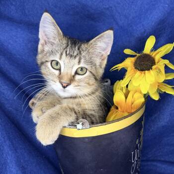 Peanut Butter Cluster -  Maine Coon and Norwegian Forest Cat Cat for Adoption in Mount Vernon, Illinois - Peanut Butter Cluster | PetCurious