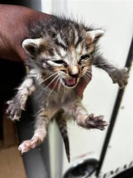 Domestic Short Hair Cats Available for Adoption in Houston, Texas - A654565 | PetCurious