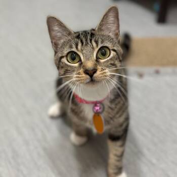 Bloom -  Domestic Short Hair Cat for Adoption in Port Washington, New York - Bloom | PetCurious