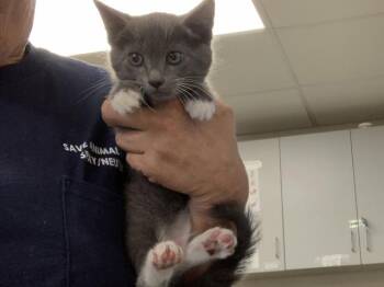 SMOKEY -  Domestic Short Hair Cat for Adoption in Visalia, California - SMOKEY | PetCurious