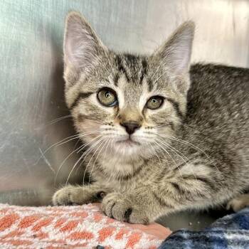 Amarilla -  Domestic Short Hair Cat for Adoption in Matteson, Illinois - Amarilla | PetCurious