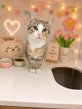 Domestic Short Hair Cats Available for Adoption in Tyner, North Carolina - Breezy | PetCurious
