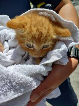 MARLEY -  Domestic Short Hair Cat for Adoption in Fort Lauderdale, Florida - MARLEY | PetCurious