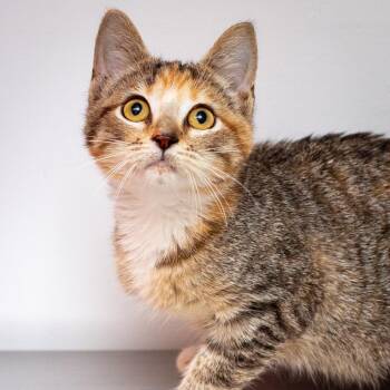 Skeleton -  Domestic Short Hair Cat for Adoption in Hattiesburg, Mississippi - Skeleton | PetCurious