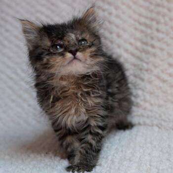 Lottie -  Domestic Long Hair Cat for Adoption in Fulton, Missouri - Lottie | PetCurious