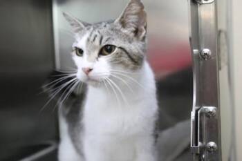 Hazel -  Domestic Short Hair Cat for Adoption in Brunswick, Georgia - Hazel | PetCurious