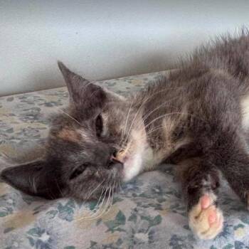 Stardust -  Domestic Short Hair Cat for Adoption in Gordonsville, Tennessee - Stardust | PetCurious