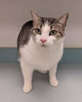 Macaroon -  Domestic Short Hair Cat for Adoption in South Bend, Indiana - Macaroon | PetCurious
