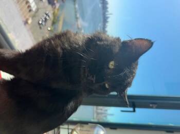 Rescue Domestic Short Hair Cats for Adoption in New York, New York - Jet | PetCurious