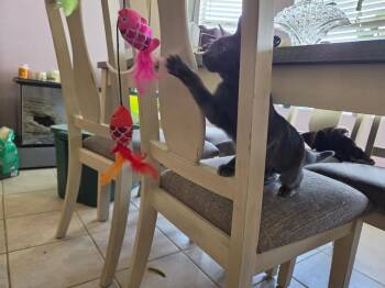 Lisa Springfield -  Domestic Short Hair Cat for Adoption in Chandler, Arizona - Lisa Springfield | PetCurious
