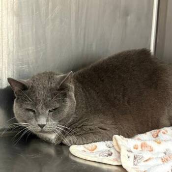 Domestic Short Hair Cats Available for Adoption in Fort Worth, Texas - Tortilla | PetCurious