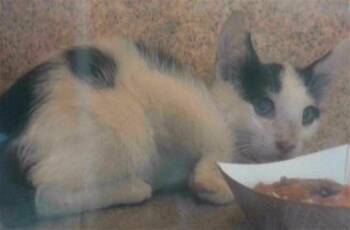 FELICIA -  Domestic Short Hair Cat for Adoption in Tallahassee, Florida - FELICIA | PetCurious