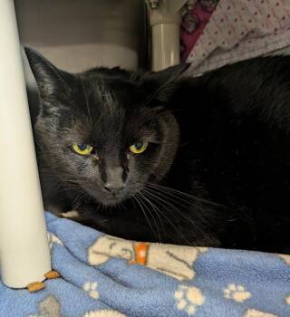 Rescue Domestic Short Hair Cats for Adoption in La Crescent, Minnesota - CISCO [& Panther] (m) | PetCurious