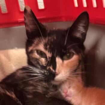 Quarry -  Domestic Short Hair Cat for Adoption in Reno, Nevada - Quarry | PetCurious