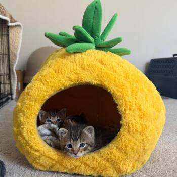 Truffles -  Domestic Short Hair Cat for Adoption in Indianapolis, Indiana - Truffles | PetCurious