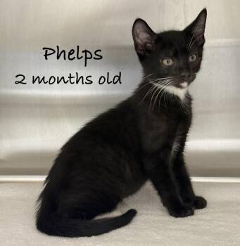 Phelps -  Domestic Medium Hair Cat for Adoption in Pawleys Island, South Carolina - Phelps | PetCurious
