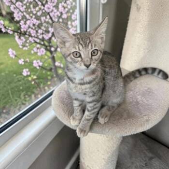 Domestic Short Hair Cats Available for Adoption in Fort Worth, Texas - Chorizo | PetCurious