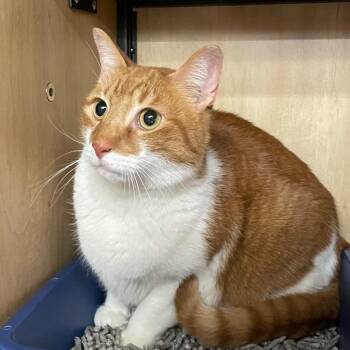 Domestic Short Hair Cats Available for Adoption - Rex | PetCurious