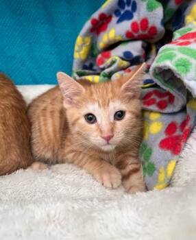 Mountain Dew -  Domestic Short Hair Cat for Adoption in Westland, Michigan - Mountain Dew | PetCurious