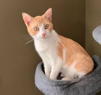 Domestic Short Hair Cats Available for Adoption in St. Peters, Missouri - Titan | PetCurious