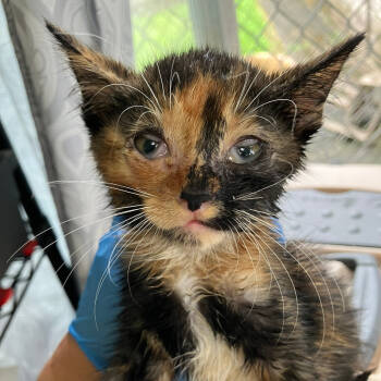 Rescue Domestic Short Hair Cats for Adoption in Volcano, Hawaii - Kalea (COH-A-65532) | PetCurious