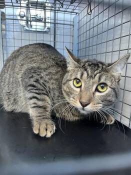Domestic Short Hair Cats Available for Adoption - A134479 | PetCurious