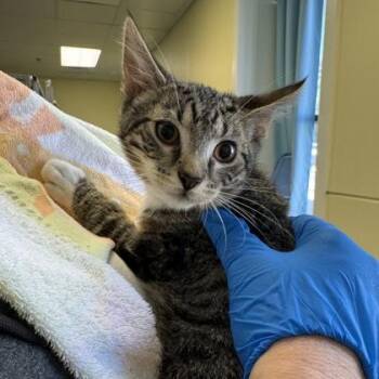 Ian -  Domestic Short Hair Cat for Adoption in Richmond, Virginia - Ian | PetCurious