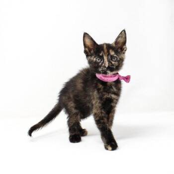 Brambling -  Domestic Short Hair Cat for Adoption in Florence, Arizona - Brambling | PetCurious
