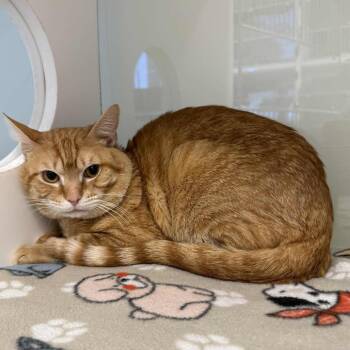 Domestic Short Hair Cats Available for Adoption - Michi | PetCurious