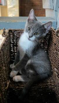 Equal -  Domestic Short Hair Cat for Adoption in Evansville, Indiana - Equal | PetCurious