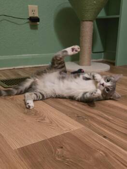 Xena -  Domestic Medium Hair and Tabby Cat for Adoption in Walnut Creek, California - Xena | PetCurious