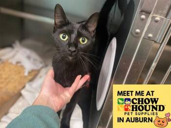 BINX -  Domestic Short Hair Cat for Adoption in Fort Wayne, Indiana - BINX | PetCurious