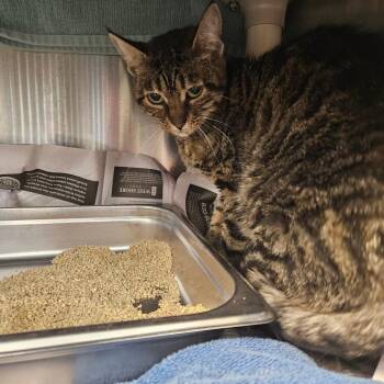 Piraiba -  Domestic Short Hair Cat for Adoption in Dover, New Hampshire - Piraiba | PetCurious