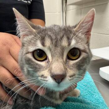 Princesa -  Domestic Short Hair Cat for Adoption in Murray, Utah - Princesa | PetCurious