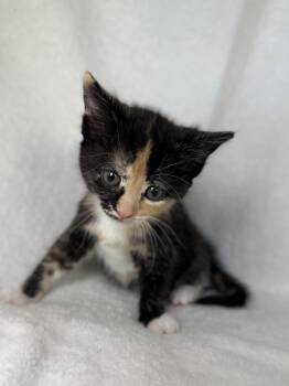 Domestic Short Hair and Calico Cats Available for Adoption in Greensboro, North Carolina - Ivy | PetCurious