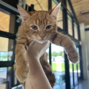 Hope -  Domestic Short Hair Cat for Adoption in Leander, Texas - Hope | PetCurious