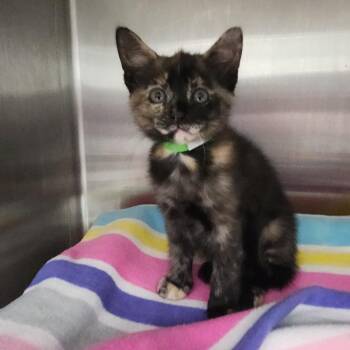Martha -  Domestic Short Hair Cat for Adoption in Fort Wayne, Indiana - Martha | PetCurious