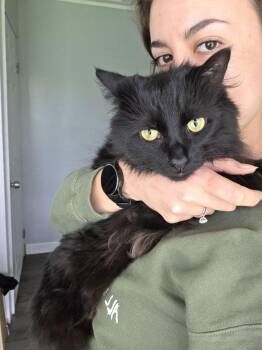 Domestic Long Hair Cats Available for Adoption in Royal Oak, Michigan - Peggy  | PetCurious