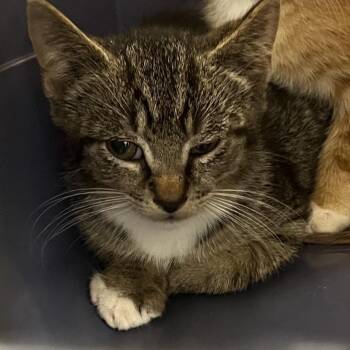 Florance -  Domestic Short Hair Cat for Adoption in Philadelphia, Pennsylvania - Florance | PetCurious