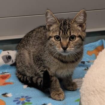Crunch -  Domestic Short Hair Cat for Adoption in Suffolk, Virginia - Crunch | PetCurious